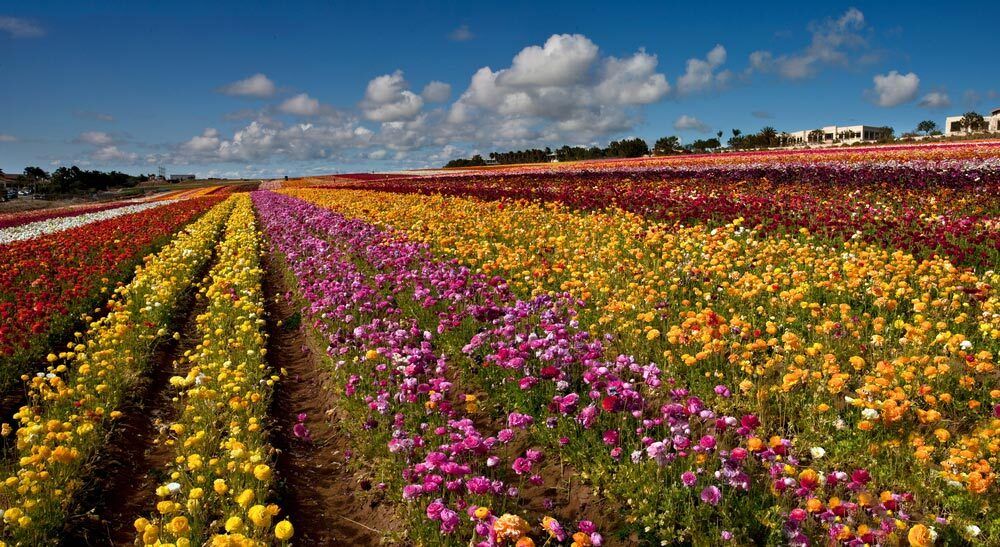 spring time
